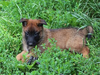 Belgický ovčák - Malinois - fenky s PP - 2