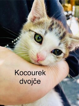 Koťata kočky evropské - 2
