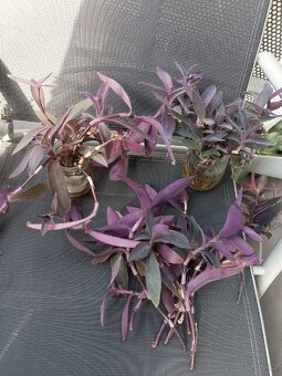 Trandescantia pallida - 2