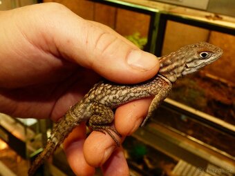 Leguán trnitý (Oplurus cyclurus) - 2