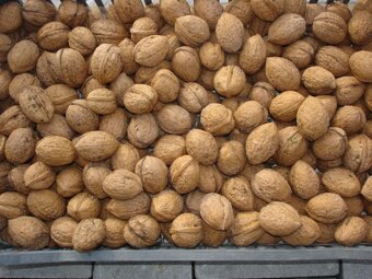 Vlašské ořechy - neloupané, přebrané, kvalitní, suché - 2