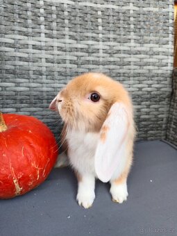 Zakrslý králíček - králík, beránek, kluk Julián - 2