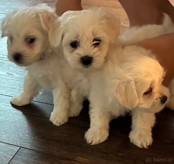 Maltézský psík - 2