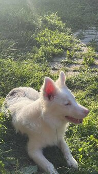 Border kolie, Border colie - 2