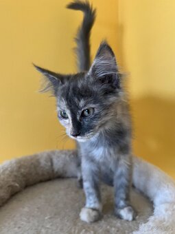 Mainská mývalí křížená koťátka - 2