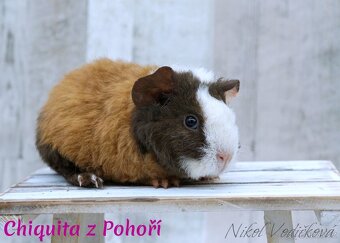 Morčátka US Teddy s PP - 2