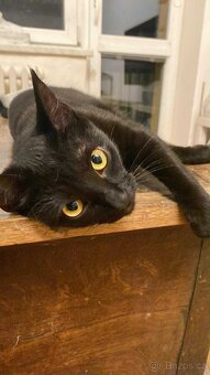 Kocourek Balerion hledá nový domov - 2