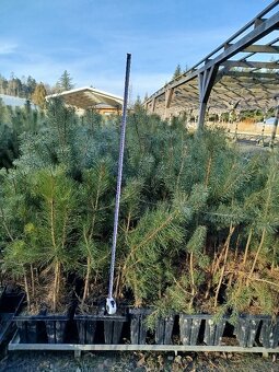 lesní sazenice, agrolesnictví - 2