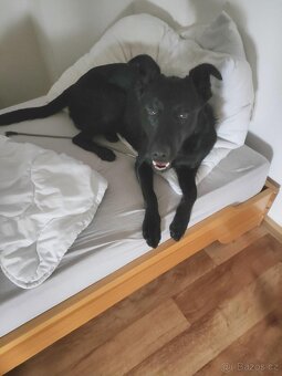 Pes, kříženec Sheprador - 2