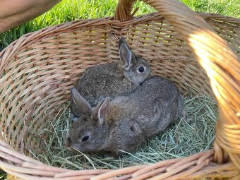 Zakrslí králíčci - 2