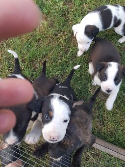 Jack russel  x ratlik - 2