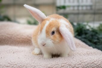Zakrslý beránek – mláďata k odběru 🐰 - 2