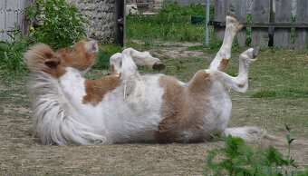 Minihorse - klisna - 2