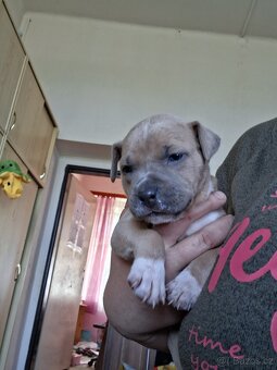 Štěňátka pitbull - 2