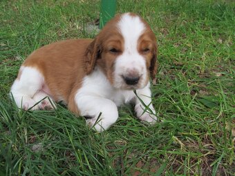Welsh Springer Španiel - 2