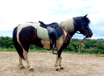 Pony kobylka - 2