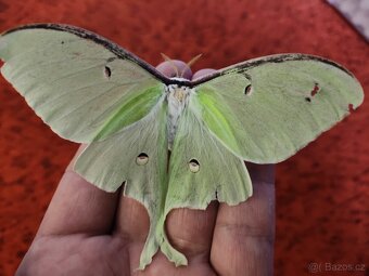 Actias luna - 2