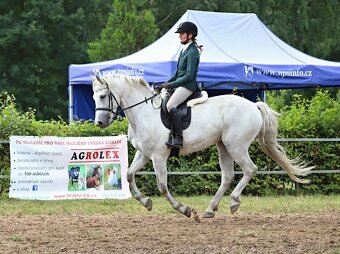 Nádherný valach na všechno:-) - 2