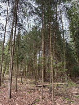 Prodám lesní pozemek v k.ú. Bednáreček - 2