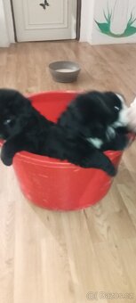 Bernský salašnický pes štěňata bez PP - 2