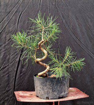 Pre- Bonsai : Pinus sylvestris 3 - 2