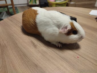 Morče černo bílo hnědé barvy - samice jménem Edina - 2