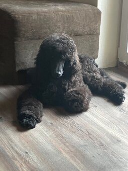 Pudl královský - 2