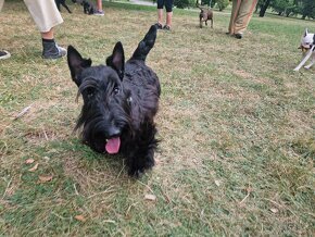 Ztracený Happy, skotský teriér - 2