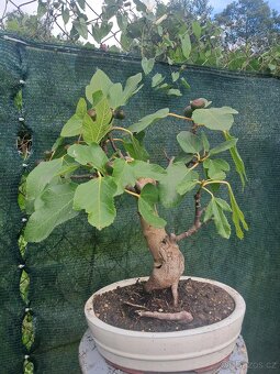 Bonsaj, bonsai Smokvoň - 2