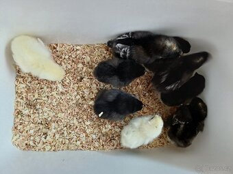 Kuřata dvorkový mix - 2