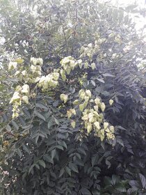 Svítel latnatý - 2