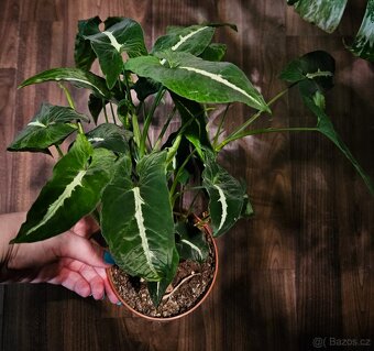 Syngonium Wendlandii - 2