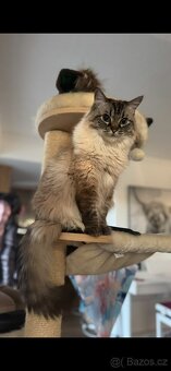 Ragdoll kocour a kočka - 2