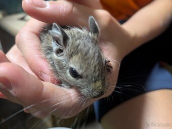 Osmák degu - 2