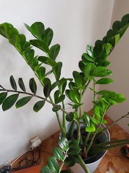 Velký Zamioculcas - 2