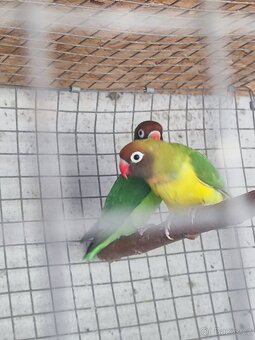 Agapornis hnědohlavý - 2