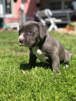 American bully - 2