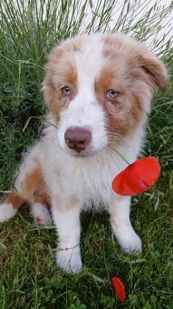 Australský ovčák s PP - red merle - 2