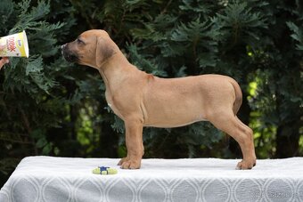 Rhodéský ridgeback s PP standartni fenka 💛💛💛 - 2