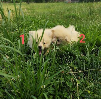 Špic pomeranian štěňátka - 2