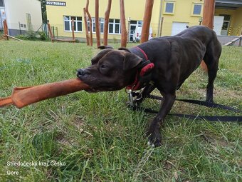 Americký pitbullteriér - 2