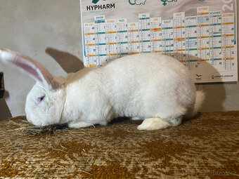 BELGICKÝ OBR ALBÍN - 2