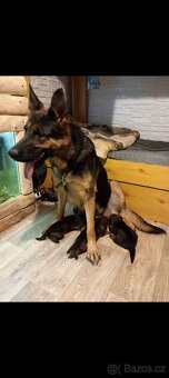 Německý ovčák - 2