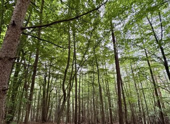 Prodej, pozemek, 2 644 m, 8, Leština, Česko - 2