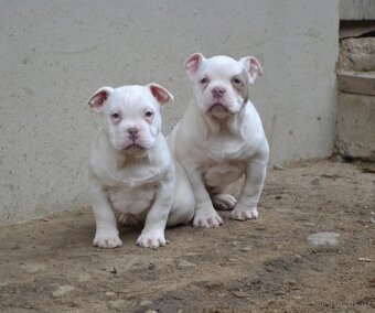 American bully pocket / standard - 2