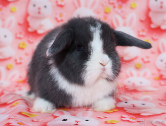 Zakrslý modrooký beránek - samička . - 2