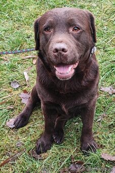 Labrador s PP, hodný CHOVNY kluk - 2