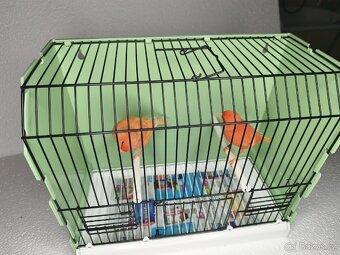 Kanár červený lipochróm - 2