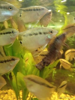 prodej novinek ze dvora - 2