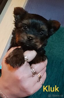 Jorkšírský teriér, kouzelná maličká štěňátka - 2